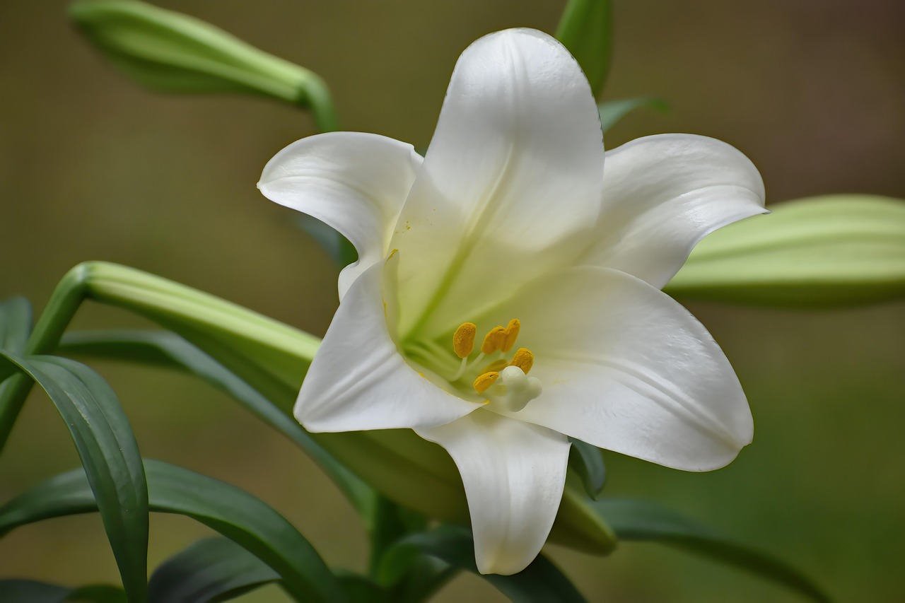 Giglio in fiore con evidenza dei pericoli per la salute dei gatti.