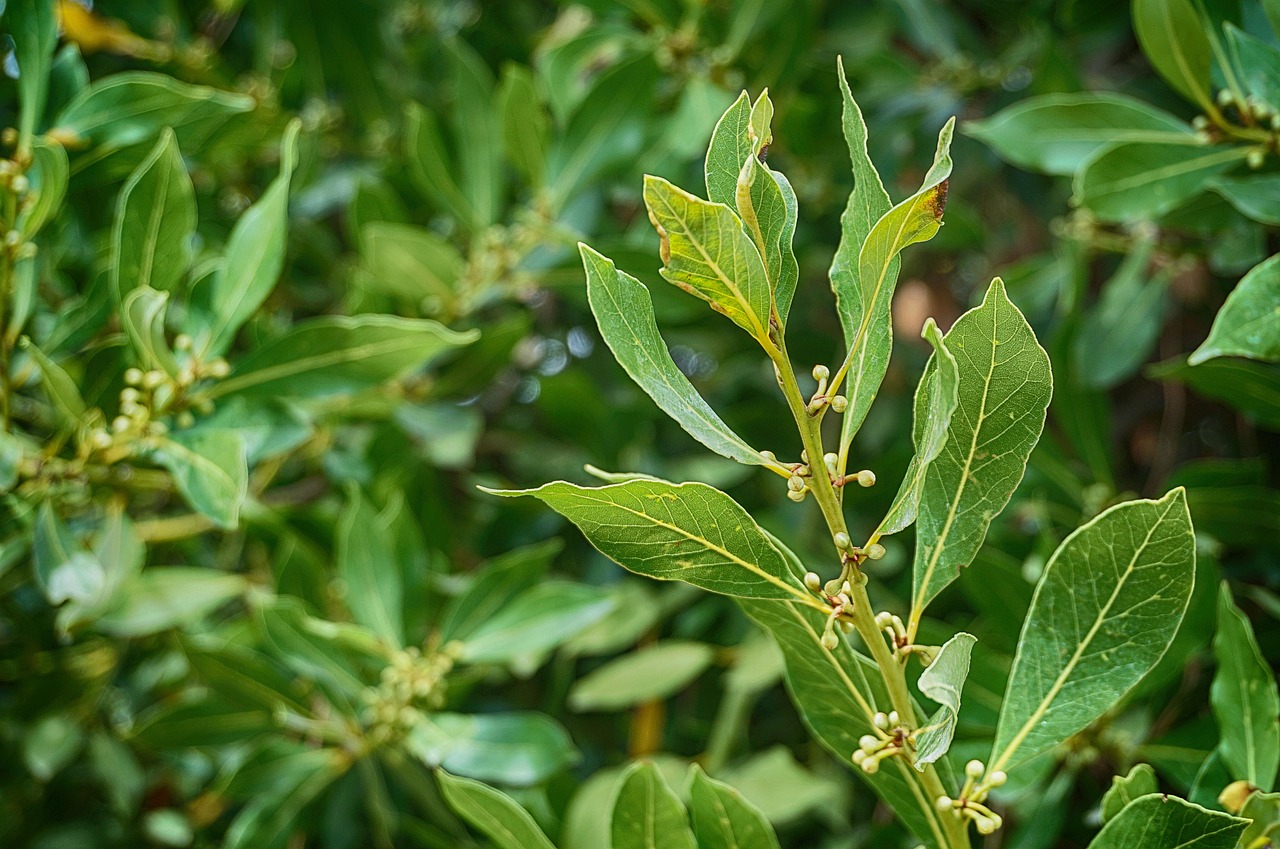 Siepe di alloro verde rigogliosa in giardino, simbolo di crescita sana e rapida.