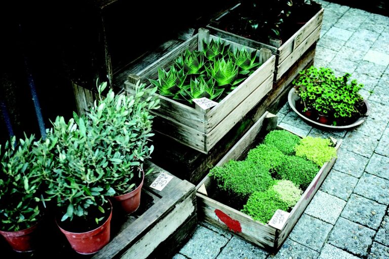 Come far crescere un giardino a bassa manutenzione: la guida completa
