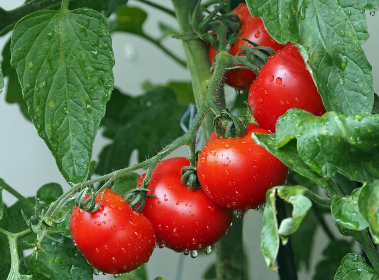 Metti il sale di Epsom nel terriccio: ecco cosa succede ai pomodori