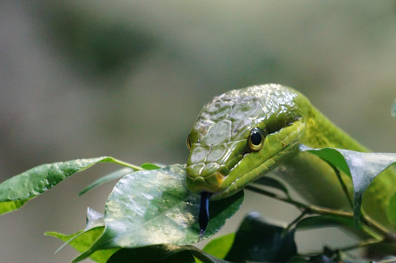 Serpente tra le piante del giardino, evidenziando l'interesse per la vegetazione circostante.